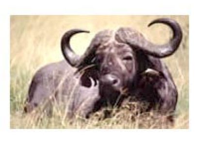 Flamingos, Pelicans and BIG 5 Safari