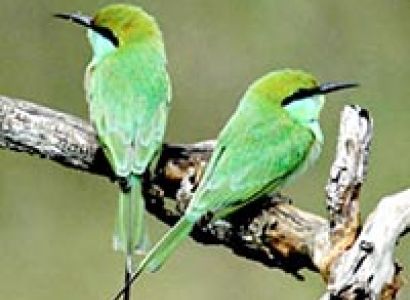 Birdwatching And The Beach Tour