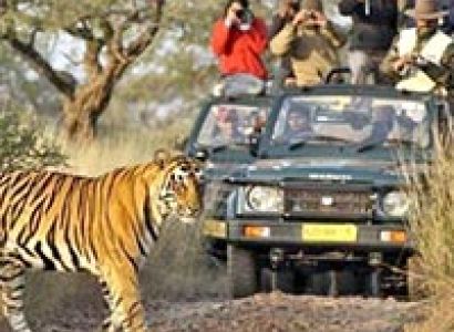 Wildlife Sub Continental Tours