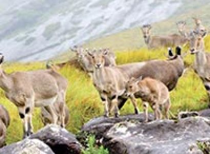 South India Wildlife Tour