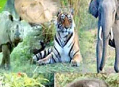 Charismatic Kaziranga Tour