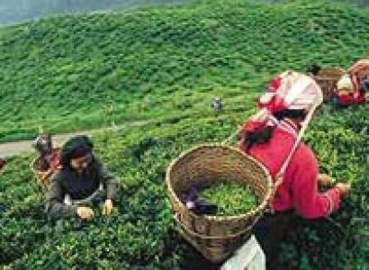 Darjeeling 02 Night (West Bengal)