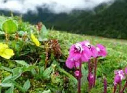 North Sikkim Tour
