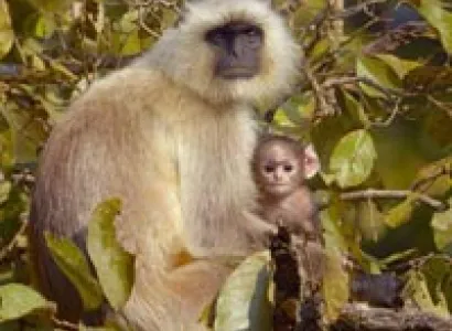 Mesmeric Madhya Pradesh Tour