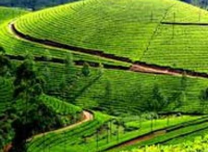 Kerala Summer Package Cochin-Munnar 2N – Alleppey 1N – Kovl
