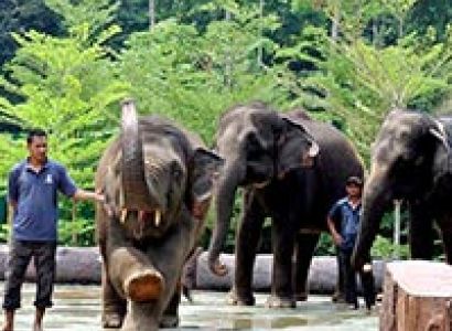 Elephant Sanctuary Tour