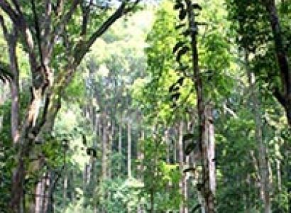 A Day in The Rainforest (FRIM) Tour