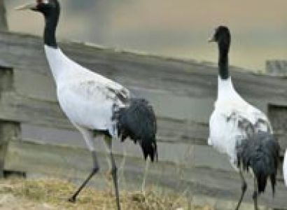 Western to Central Bhutan Tour