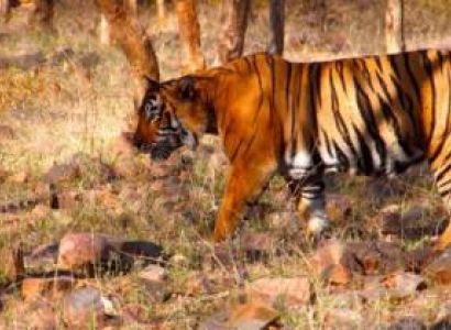 Wildlife Tours in India