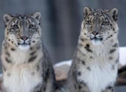 Snow Leopard Trip Itinerary Tour