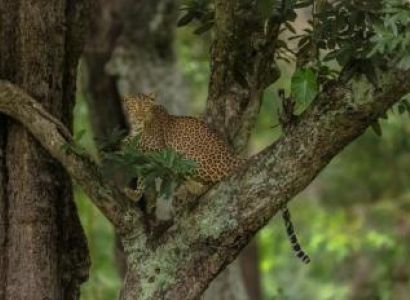 Snow Leopard Trip Tour