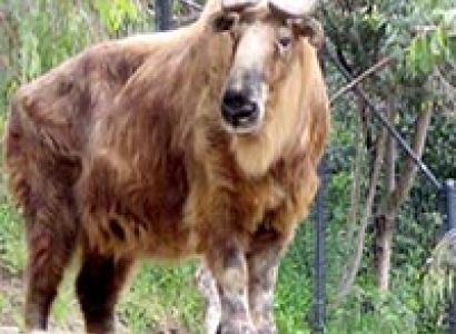 Takin Festivel 10 Days Tour