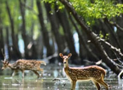 Wildlife Tours Bengal