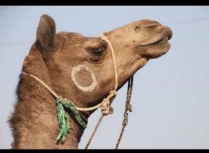 Rajasthan Historical Tour package