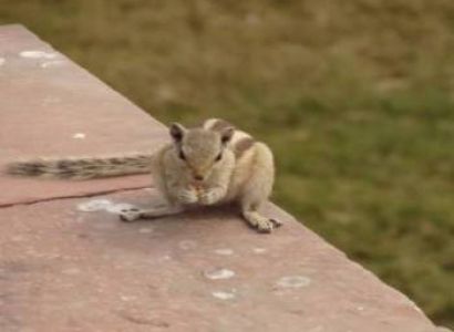 Ranthambore wildlife tour package