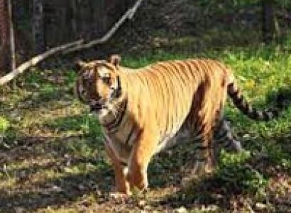 Best of Tripura Tour