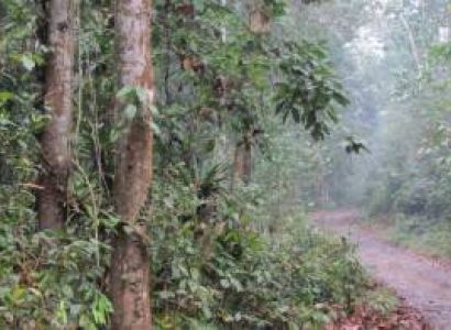 Kaziranga , Dibru, Saikhua , Panidihing, Jaypore Rain Forest Tour