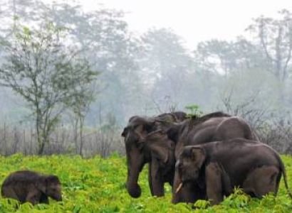 Kaziranga, Nameri, Manash National Park, Pobitora Tour
