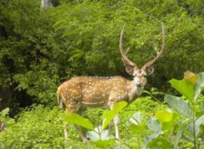 Dibrugarh, Sibsagar, Majuli, Kaziranga, Manas, Barpeta, Guwahati Tour