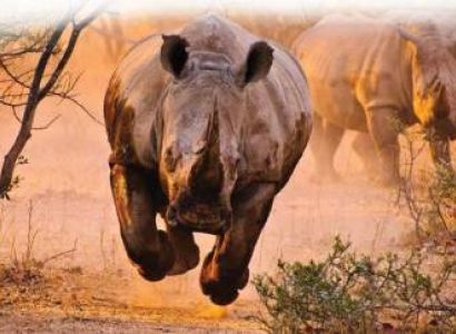 Guwahati, Nameri, Lamacamp, Kaziranga, Jorhat, Dibrugarh Tour