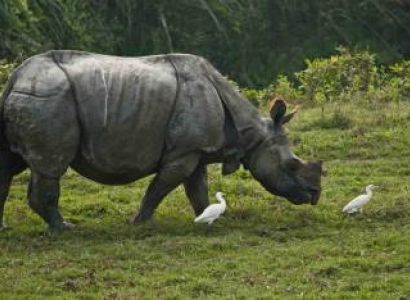 Guwahati, Tezpur, Bomdila, Tawang, Dirang, Nameri, Kaziranga Tour