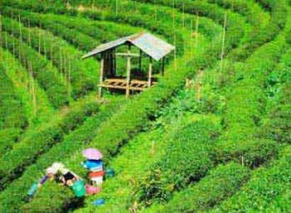 Guwahati, Shillong, Cherrapunji, Pobitora, Kaziranga, Majuli, Dibrugarh Tour