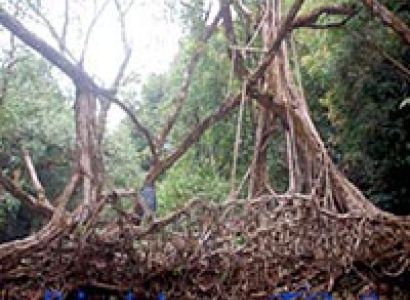 Misty Meghalaya Tour