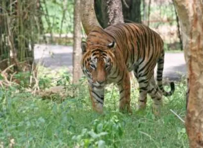 9 Nights & 10 Days the Unicorn Rhinos and Wildlife of Assam Tour