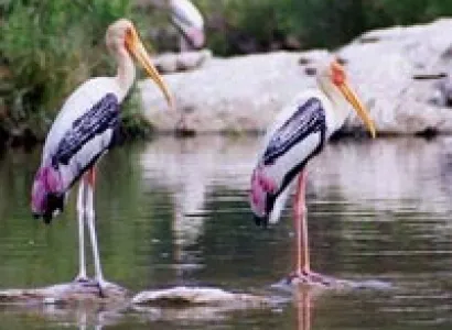 6 Night / 7 Days – Bangalore – Tiruapti 1N – Vellor 1N – Mysore 2N – Coorg 2N