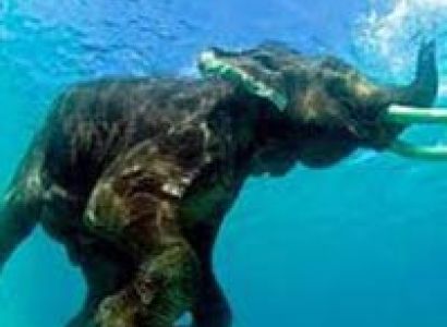 Captivating Andaman Tour