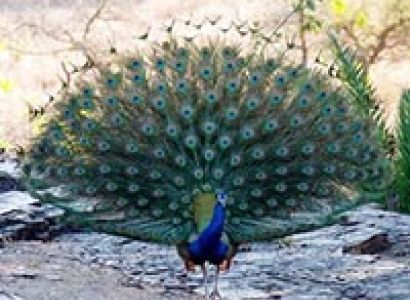 Beautiful Uttrakhand Tour