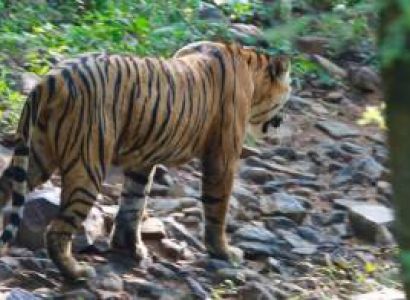 Dhikala Tiger Tour 2 Nights Tour Package
