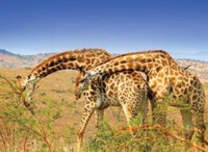 Kenya Discovery Tour