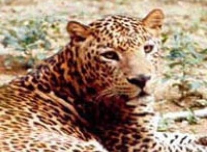 Bangalore - Bannerghatta Nature Camp Tour