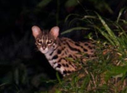 Taman Negara National Park Package