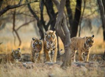 Golden Triangle With Ranthambore 7N - 8D