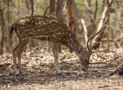 6 Night - 7 Days Wildlife Tour