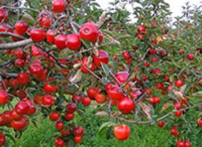 Shimla - Manali Tour Package