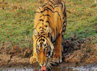 Short Escape to Sariska Tour