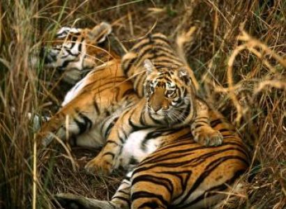 Short Escape to Corbett Tour