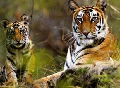 15 Days Wildlife Tour of India