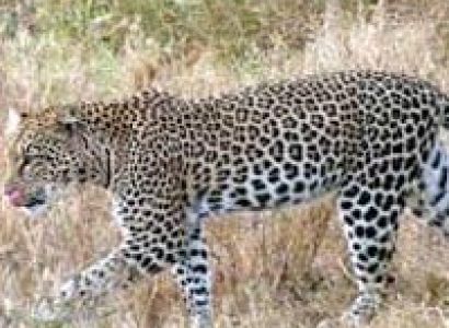 Baghdarrah Track Package