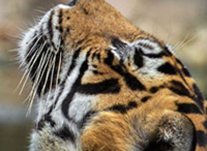 India – A Wildlife Heaven Tour