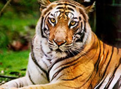 Bandhavgarh - Where Tiger Rules