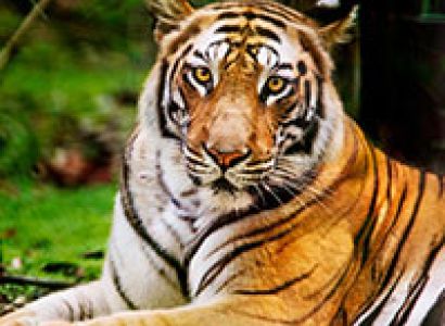 Bandhavgarh – Where The Tiger Rules