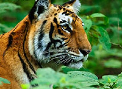 Corbett - Where Beauty Meets the Proud