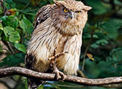 Dudhwa Tiger Reserve, Uttar Pradesh - Hidden Jewel of India