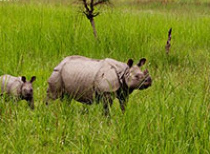 Dudhwa Tiger Reserve, Uttar Pradesh - Hidden Jewel of India