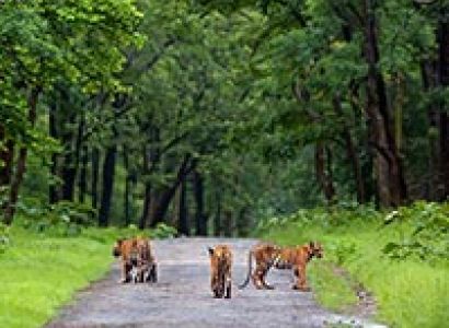 Tadoba – The Jewel of Vidarbha