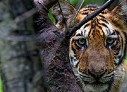 Tadoba –Jewel of Vidarbha